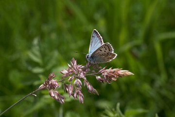 A Chalk Hill Blue Butterfly perched on a grass seed head.