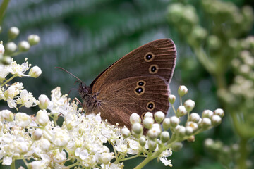 Obraz premium A Ringlet Butterfly nectaring on small white flowers.
