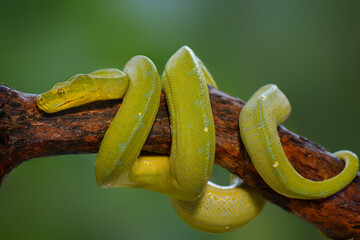 Green snake on branch  in tropical garden 