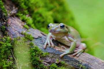 Dumpy frog on brach in tropical garden 