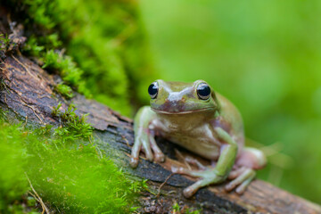 Dumpy frog on brach in tropical garden 