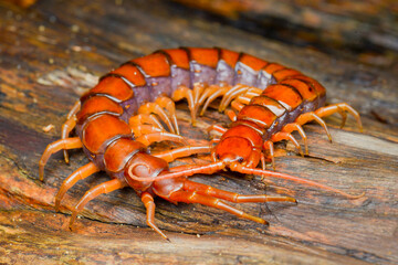 Centipede on the wood in tropical garden 