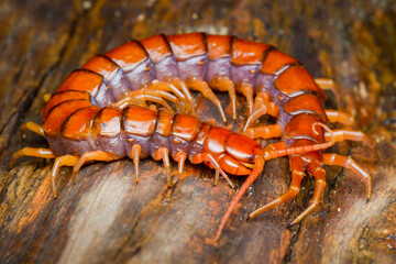 Centipede on the wood in tropical garden 