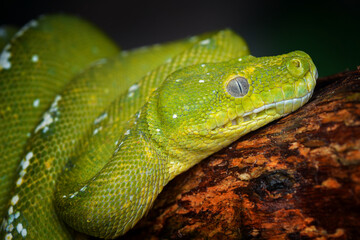 Green snake on branch  in tropical garden 