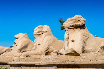 It's Ram statues of the Karnak temple, Luxor, Egypt (Ancient Thebes with its Necropolis). UNESCO...