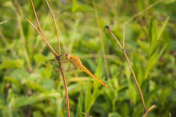 Macro image of Yellow dragonfly resting on a twig alone in the morning