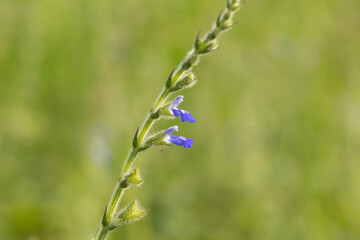 Close up image of a blue flowers in the grass