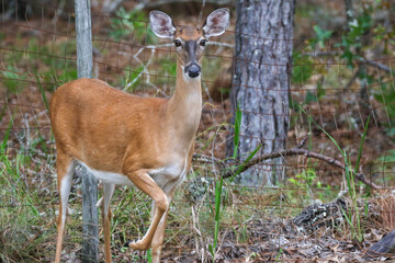 White-tailed Deer exploring the woods in Melrose, Florida