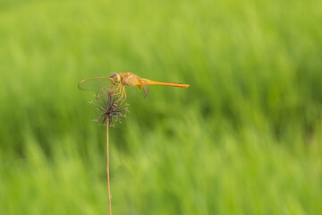 Yellow dragonfly resting on a twig alone with beautiful nature background