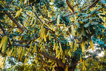 Green fruits of the carob tree maturing in the sun.