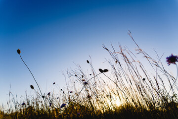 Nice background of flowers at sunset with the horizon
