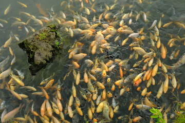golden yellow fish on the surface of the lake. there are tilapia, gourami, and koi fish. fish come to the surface of the lake to chase the food being spread. crystal clear lake inhabited by many fish.