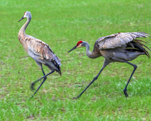 Sandhill Cranes after a rainfall in Melrose, Florida