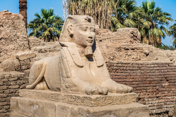 It's Sphinx stuatue of the sphinx alley of the Luxor Temple, a large Ancient Egyptian temple, East Bank of the Nile, Egypt. UNESCO World Heritage