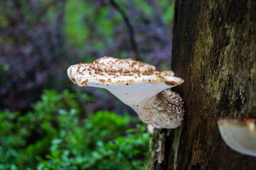 Dryad's Saddle (Cerioporus squamosus) mushroom growing on a tree