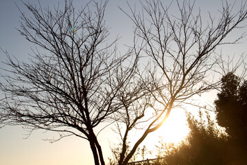 A park on Naoshima where the sun's beautiful rays shine in the evening_04