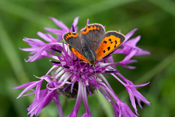 A Small Copper Butterfly nectaring on a Thistle flower.