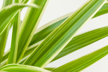 Fototapeta premium Leaves flower chlorophyteum on a white background, used as a background