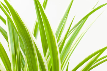 Leaves flower chlorophyteum on a white background, used as a background