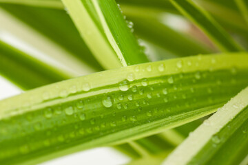 Flower leaves chlorophytem close-up with water droplets, used as background or texture