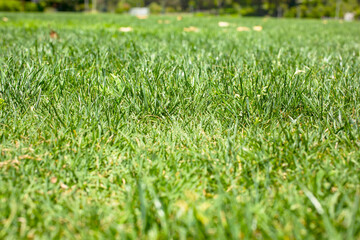 A ground level view of a large grassy lawn.