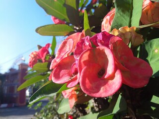 beautiful close up nature pink euphorbia flowers in indonesia
