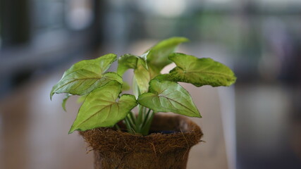 young plant in a pot