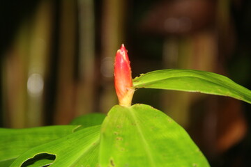 Hermosa Planta de Costa Rica