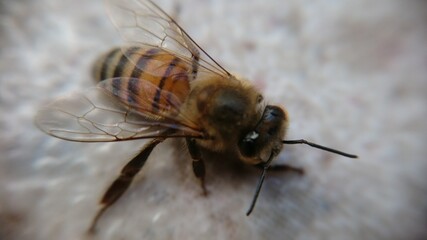 Bee Abelha