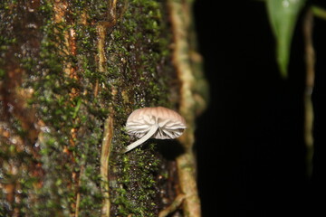 Plants from Costa Rica