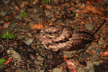 Bird of Costa Rica, CUYEO