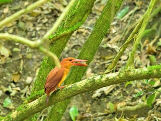 木陰で好物のサワガニを食べるアカショウビン