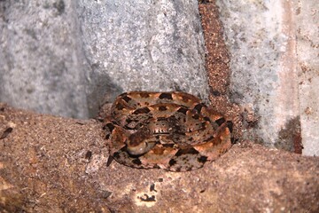 Beautifull Snake in Costa Rica,TERCIOPELO