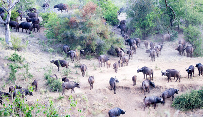 Herd of buffalo return to the riverine bush after drinking at the river, Kruger Park, South Africa