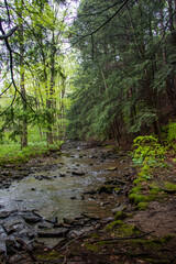 Forest landscape with a creek in Pennsylvania