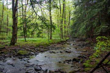 Forest landscape with a creek in Pennsylvania