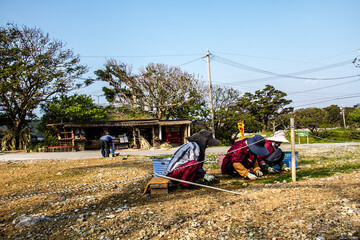 Grandmothers in Okinawa weeding_02
