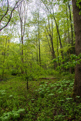 Fototapeta na wymiar Pennsylvania forest landscape