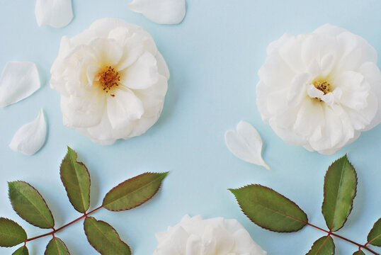 Soft image of two full blooming white roses with falling petals and green leaves on light blue background. Beautiful nature object  layout with copy space for text, top view.