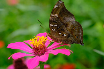 a tropical butterfly alighted on pink zinnia flowers. The butterfly sucks on honey flowers or...