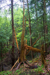 Broken off tree trunk in the woods