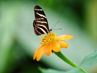 Pair of Zebra Butterflies (Heliconius charithonia) on the yellow flower against blurred background