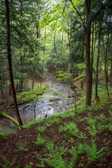 Fototapeta na wymiar Forest landscape with a creek in Pennsylvania