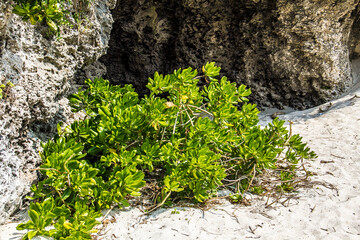 Plants and trees on the beach in Okinawa_07