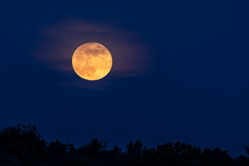 Fototapeta na wymiar Full Moon Rising - A full moon rises through wispy clouds over the tops of trees in the night sky.