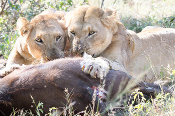 Two lionesses eating a buffalo calf they killed on the Kruger Park, showing the realistic but cruel...