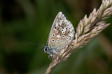 A Chalk Hill Blue Butterfly perched on a grass seed head.