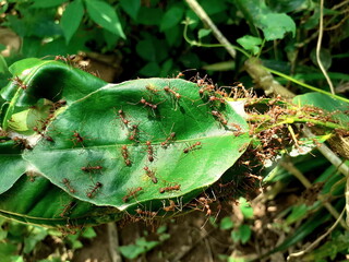 Red ants make a nest with leaves, with create an area by leaf attached to a white spit, and a large area along the branches on the lemon tree, animals help each other work as a team.