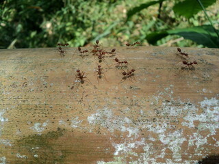 Red ants on trees, small animal team, helping friends injured and dead, on a large brown bamboo trunk, close-up focus photography concept, garden in the Thailand.