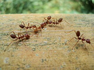 Red ants on trees, small animal team, helping friends injured and dead, on a large brown bamboo trunk, close-up focus photography concept, garden in the Thailand.